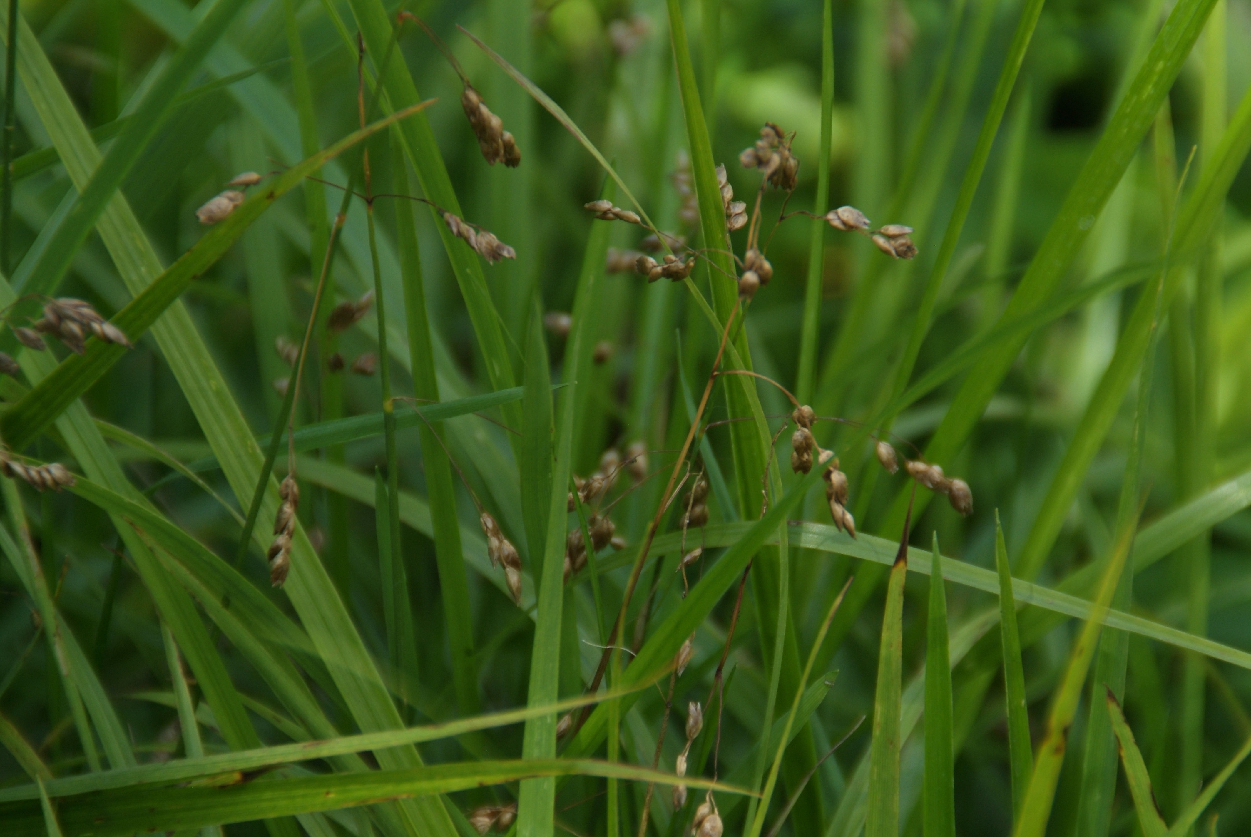 Hierochloe odorata Veenreukgras bestellen